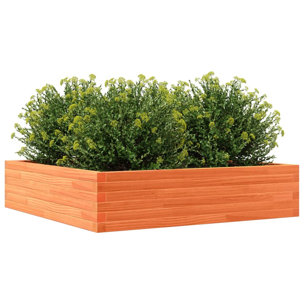 plantekasse 100x100x23 cm massivt fyrretræ gyldenbrun