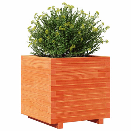 plantekasse 50x50x49,5 cm massivt fyrretræ gyldenbrun