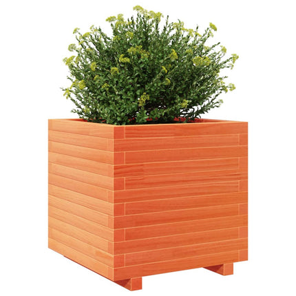 plantekasse 50x50x49,5 cm massivt fyrretræ gyldenbrun