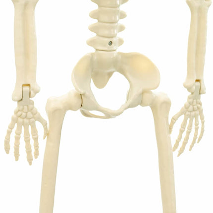Halloween Skelet 2 pcs Hvid 85 cm PVC