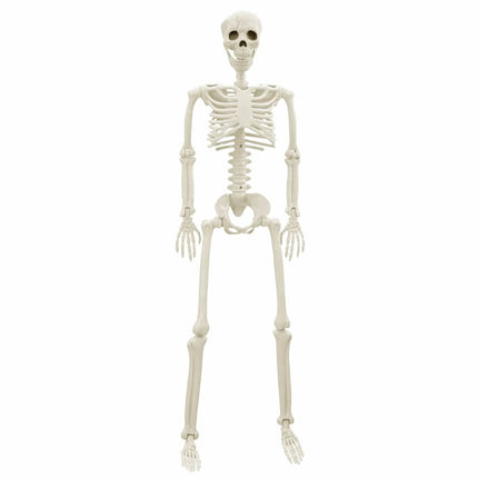 Halloween Skelet 2 pcs Hvid 85 cm PVC