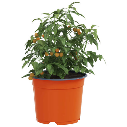Rund Blomsterpotte 50 stk. Terrakotta Ø 10 x 8 cm Plastik