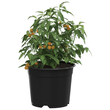 Rund Blomsterpotte 100 pcs Sort Ø 10 x 8 cm Plastik