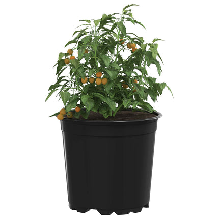 Rund Blomsterpotte 50 stk. Sort Ø 15 x 13 cm Plastik